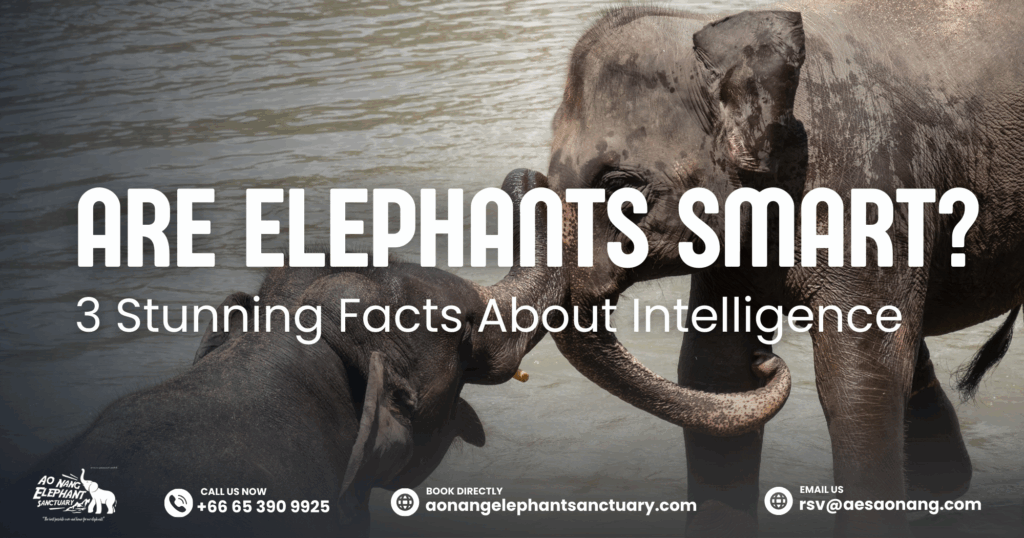 Are Elephants Smart_ 3 Stunning Facts About Intelligence