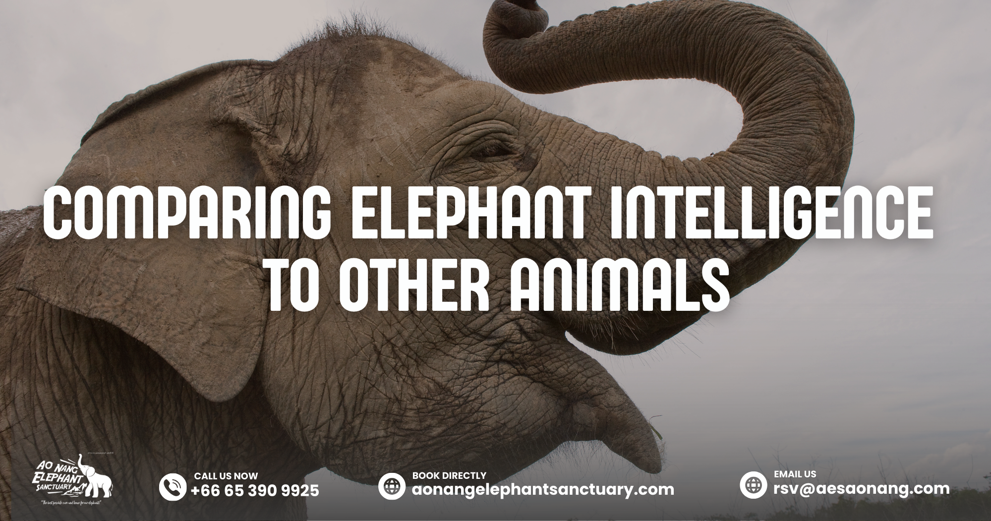 Comparing Elephant Intelligence To Other Animals
