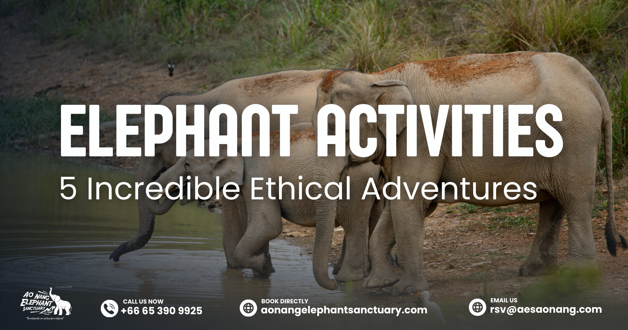 Elephant Activities_ 5 Incredible Ethical Adventures