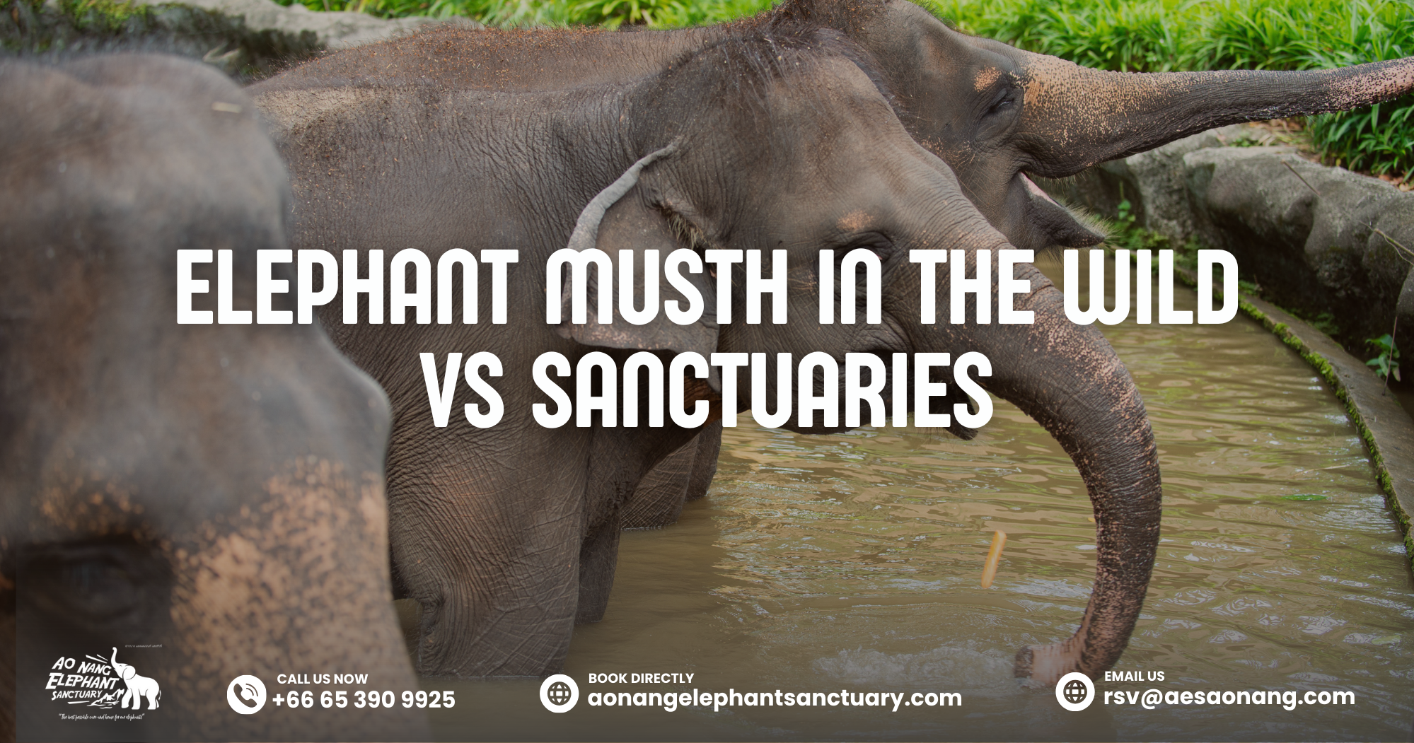Elephant Musth In The Wild Vs Sanctuaries