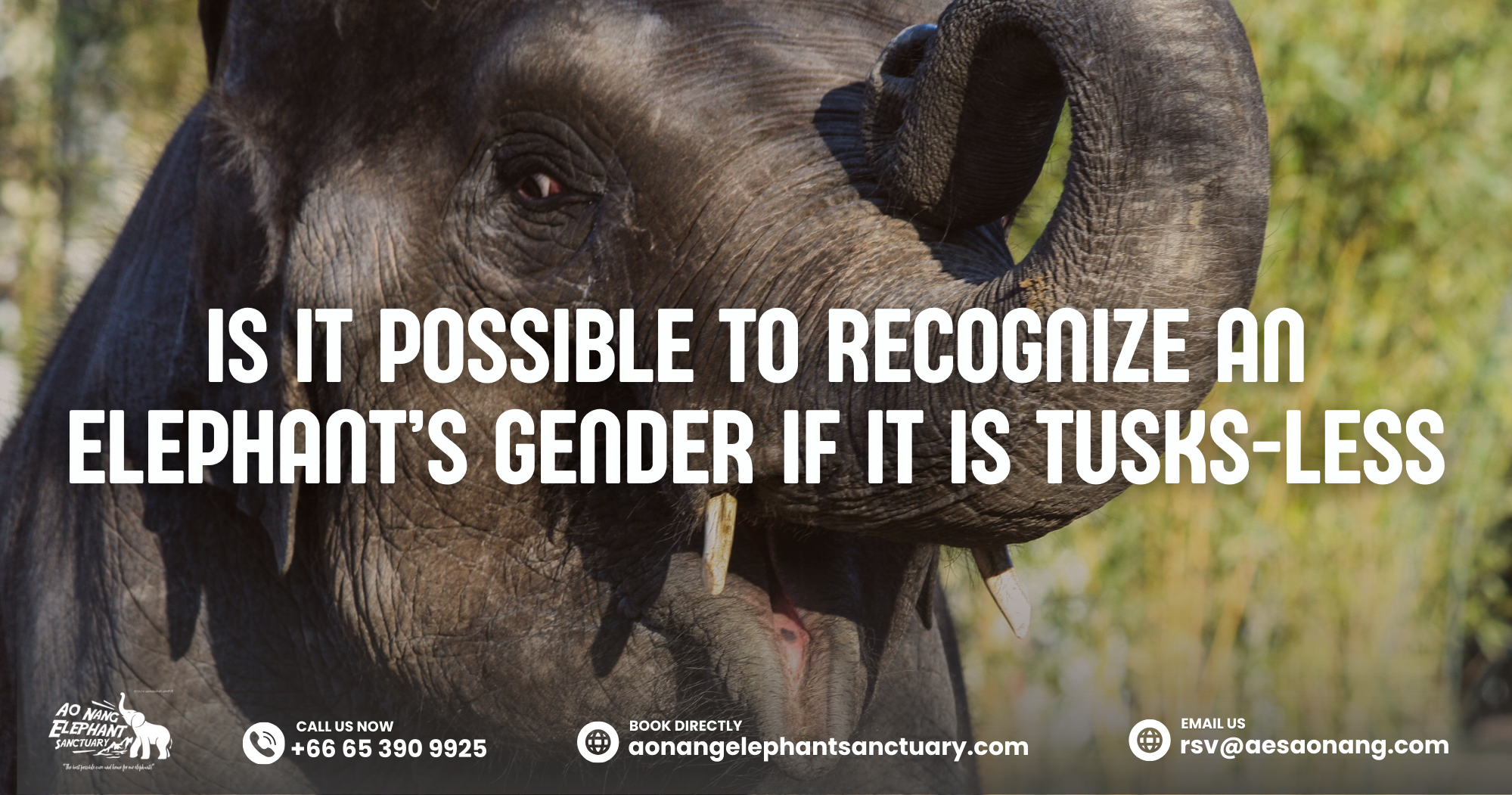 Is It Possible To Recognize An Elephant’s Gender If It Is Tusks-Less