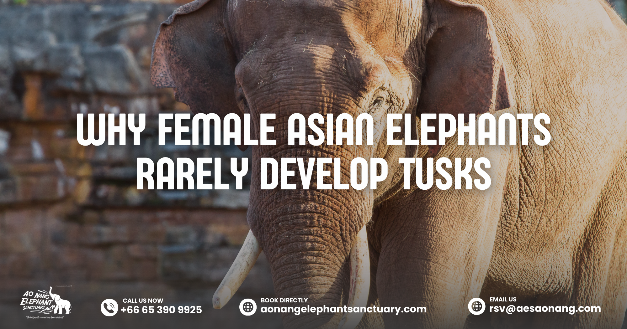 Why Female Asian Elephants Rarely Develop Tusks