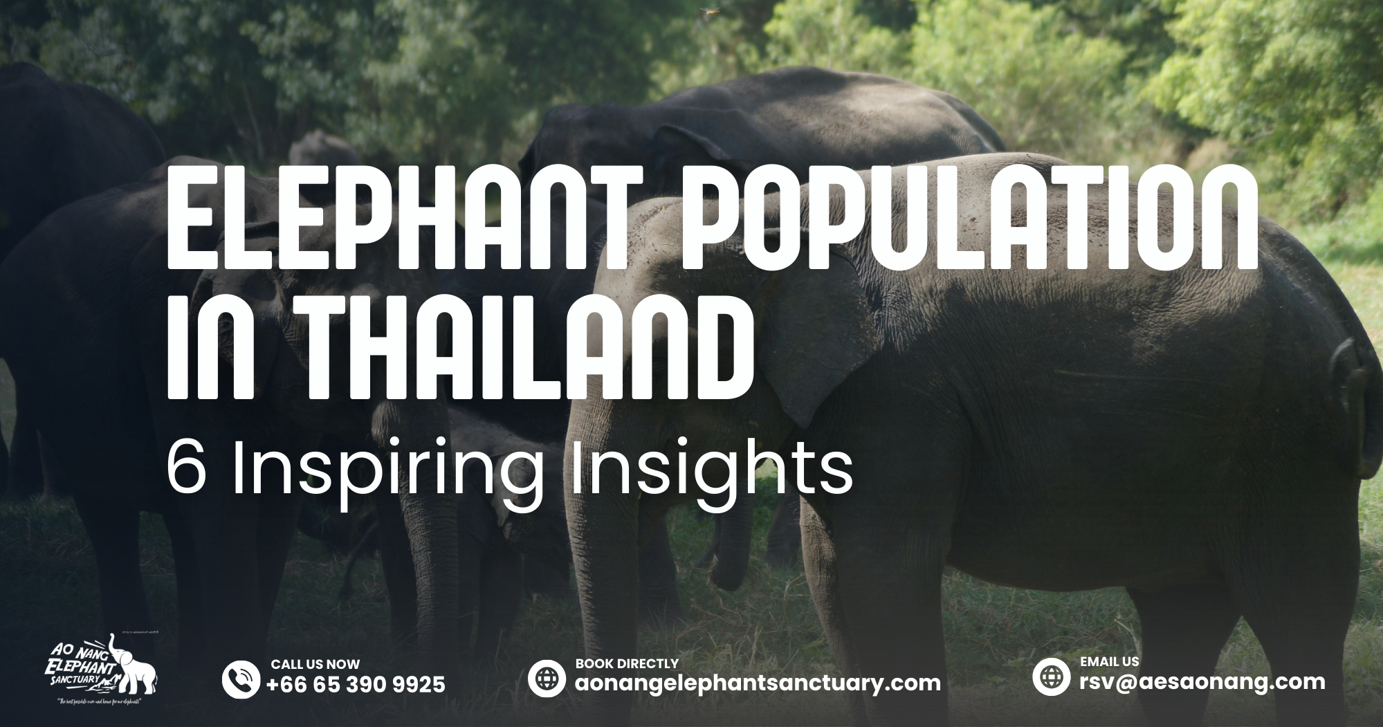 Elephant Population In Thailand_ 6 Inspiring Insights