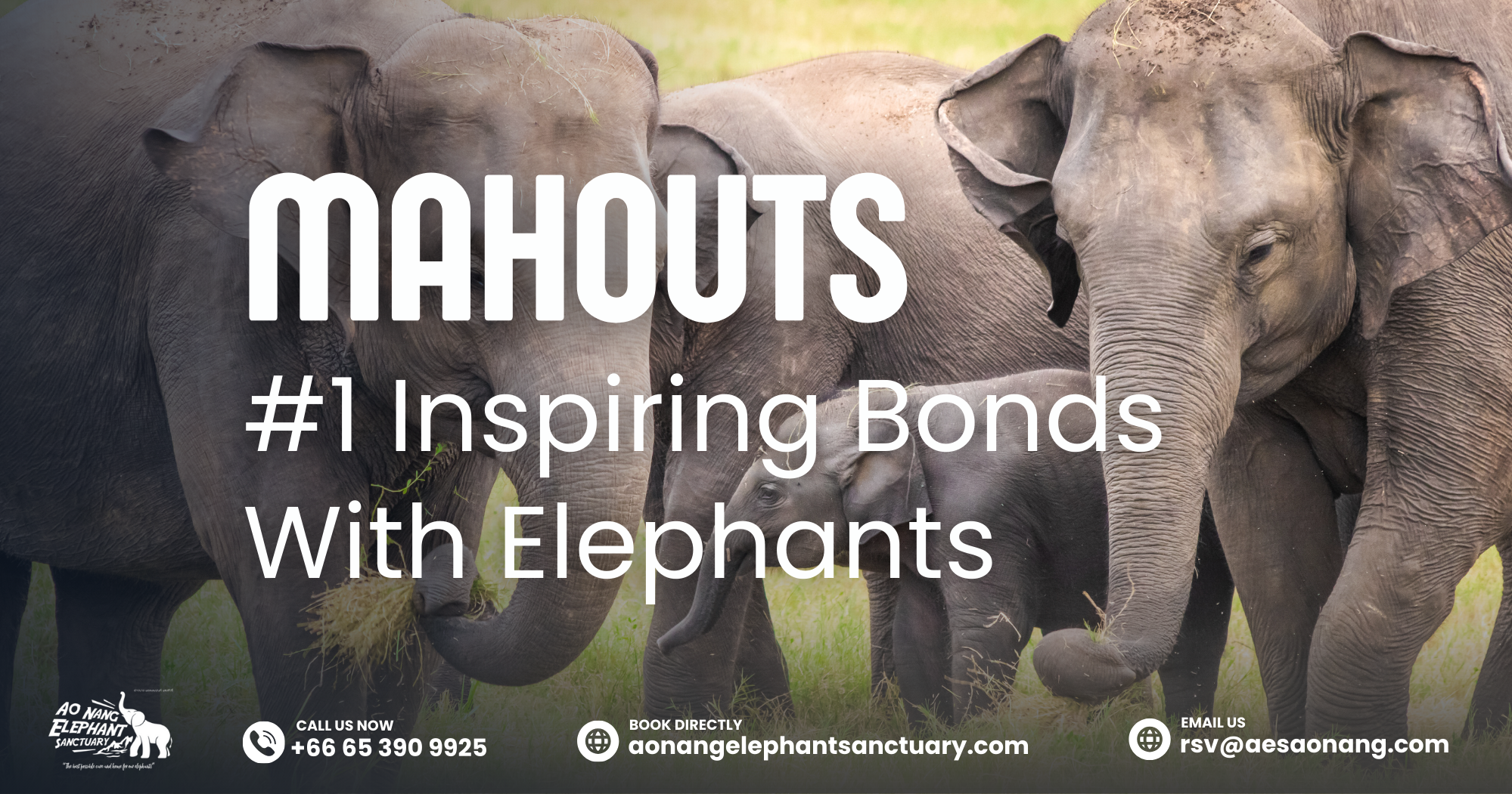 Mahouts_ #1 Inspiring Bonds With Elephants