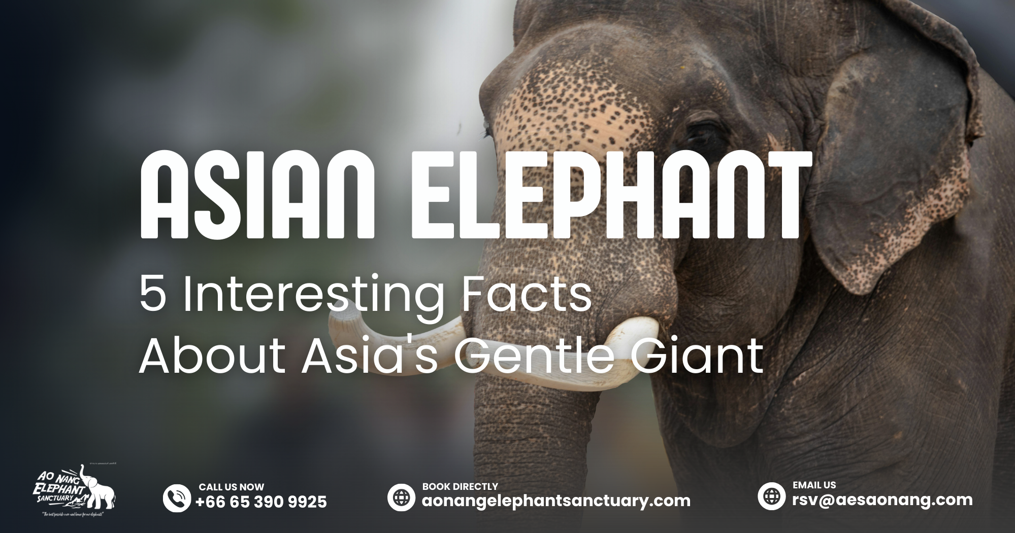Asian Elephant_ 5 Interesting Facts About Asia's Gentle Giant