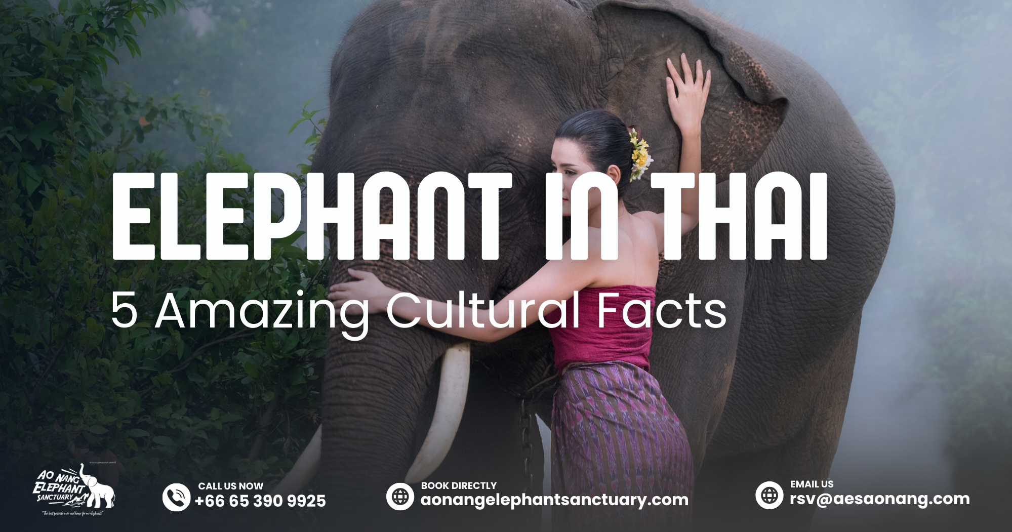 Elephant In Thai_ 5 Amazing Cultural Facts