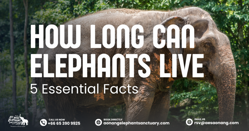How Long Can Elephants Live_ 5 Essential Facts