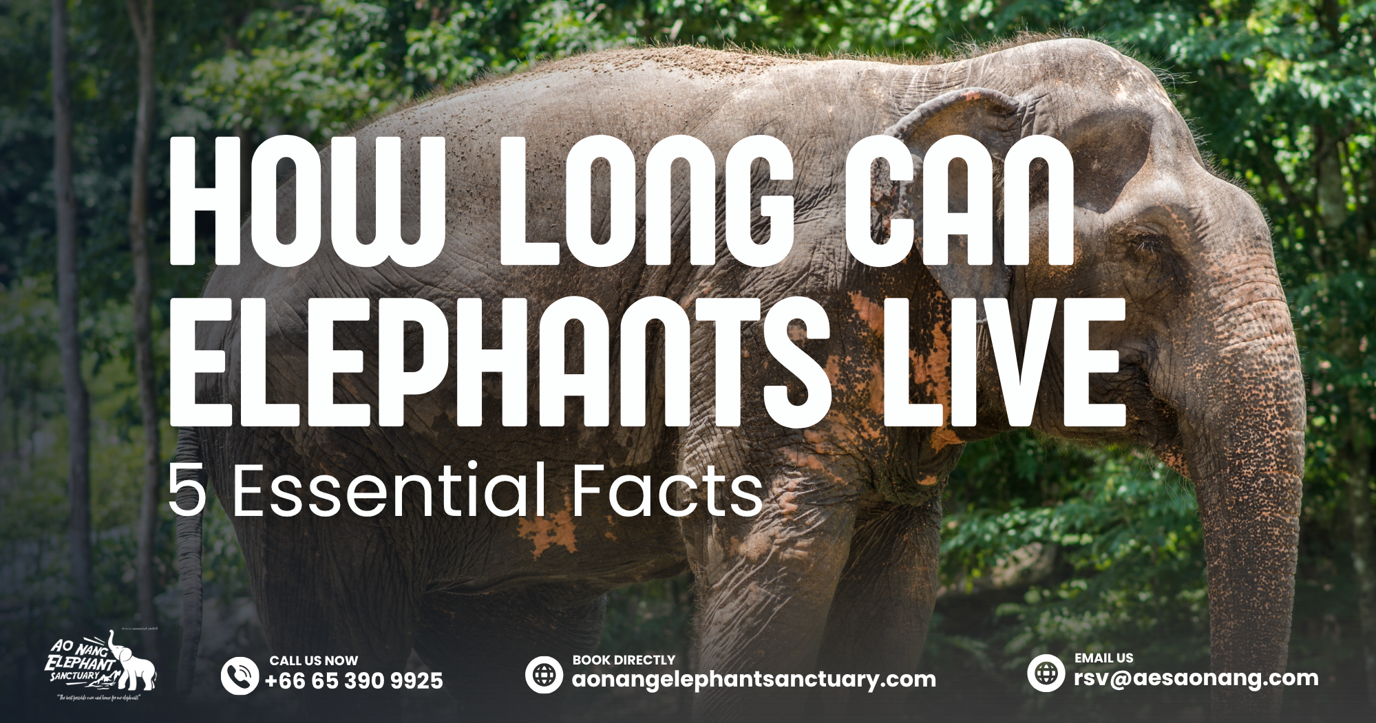 How Long Can Elephants Live_ 5 Essential Facts