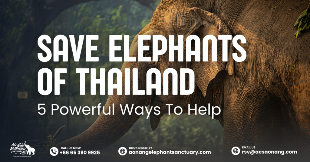 Save Elephants Of Thailand_ 5 Powerful Ways To Help