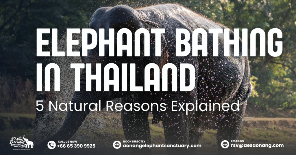 Elephant Bathing In Thailand_ 5 Natural Reasons Explained