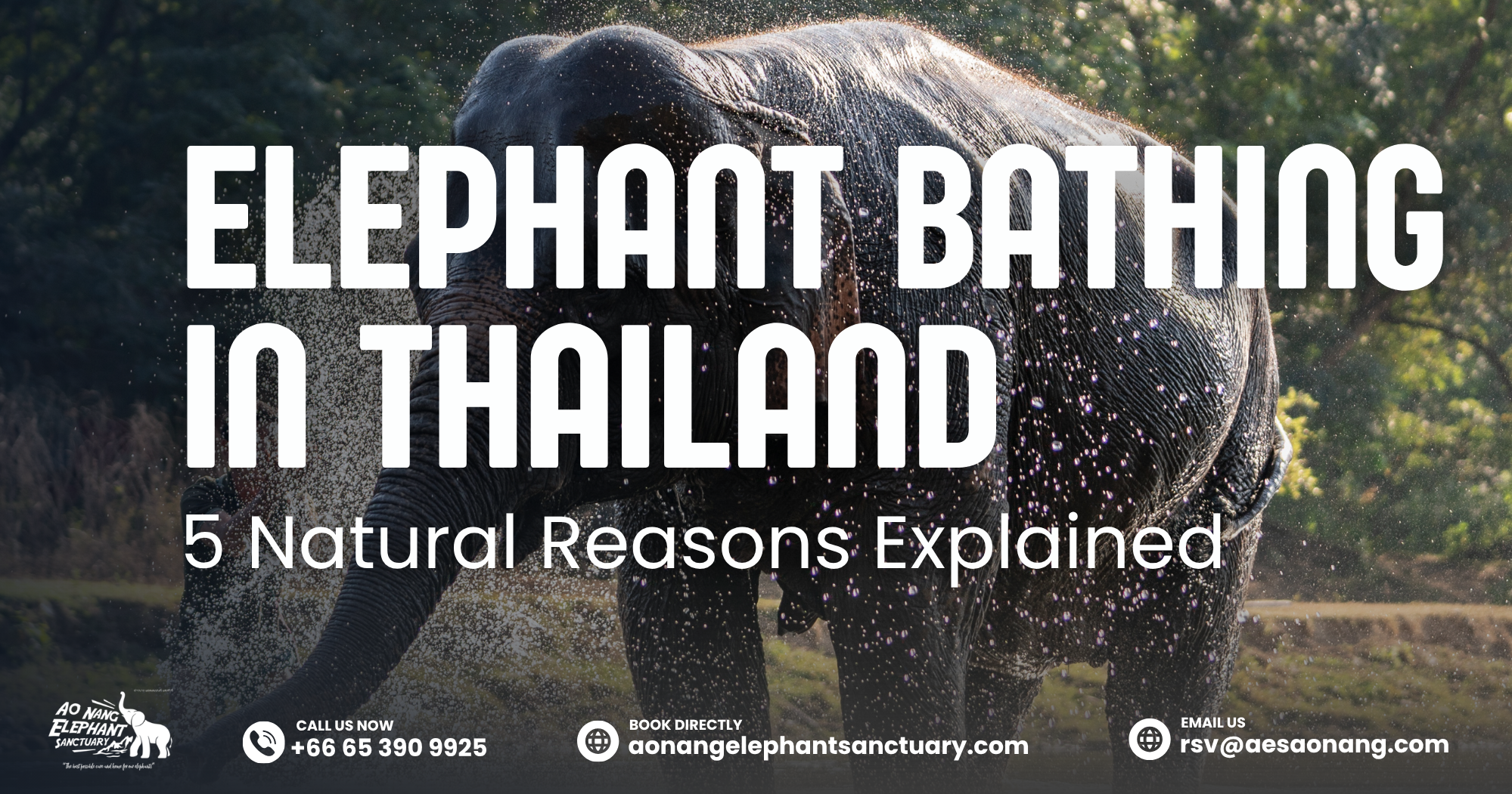 Elephant Bathing In Thailand_ 5 Natural Reasons Explained