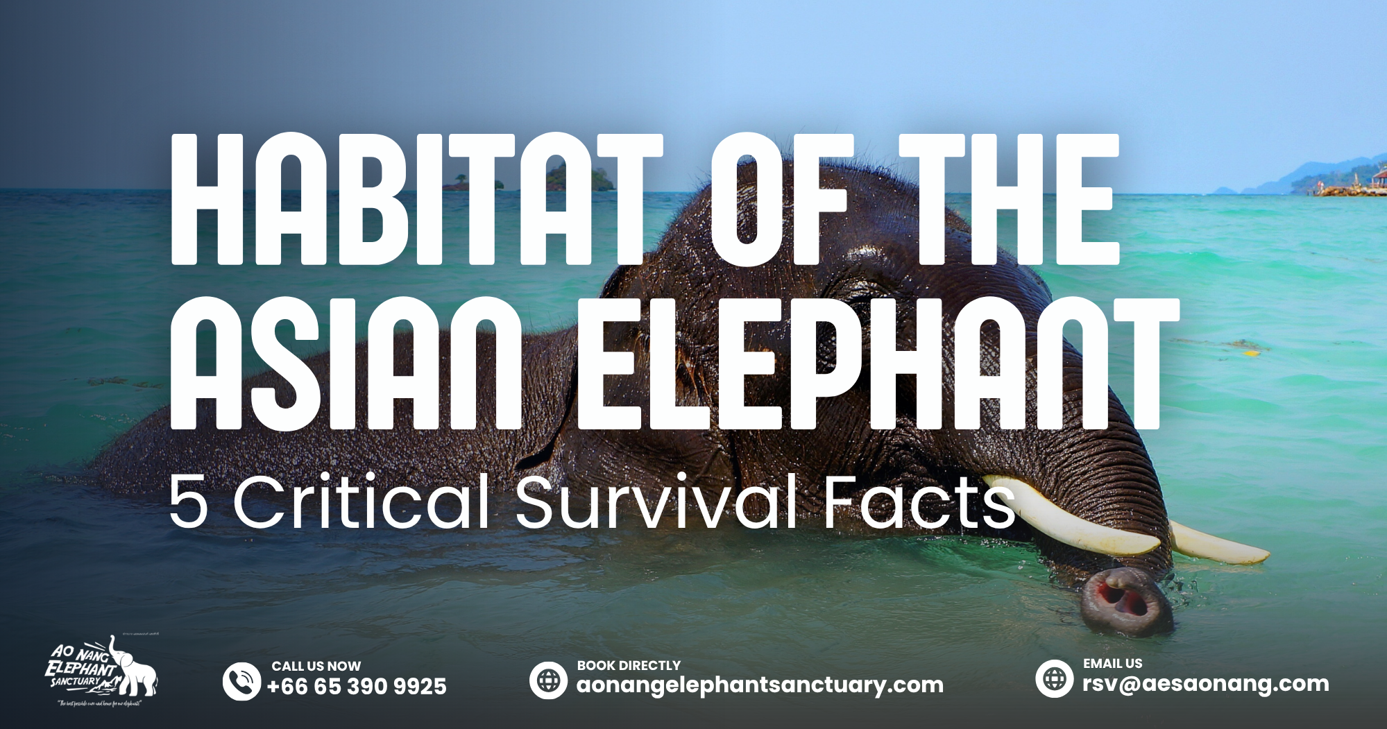Habitat Of The Asian Elephant_ 5 Critical Survival Facts