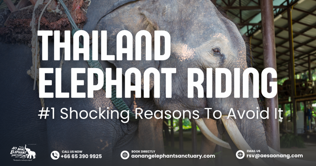 Thailand Elephant Riding_ #1 Shocking Reasons To Avoid It